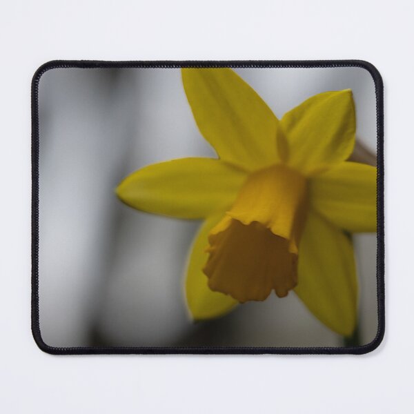 Item preview, Daffodil designed and sold by Calidris Fotografie Steffi & Ben Köppler.