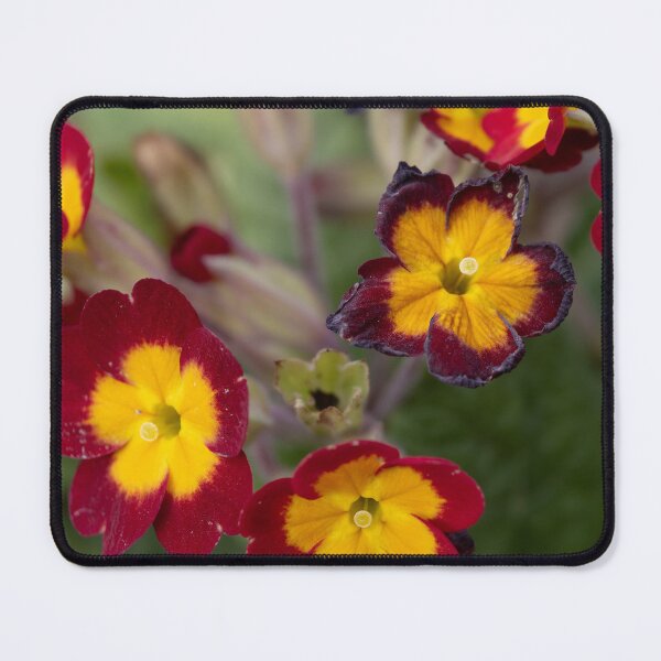 Item preview, Primrose designed and sold by Calidris Fotografie Steffi & Ben Köppler.