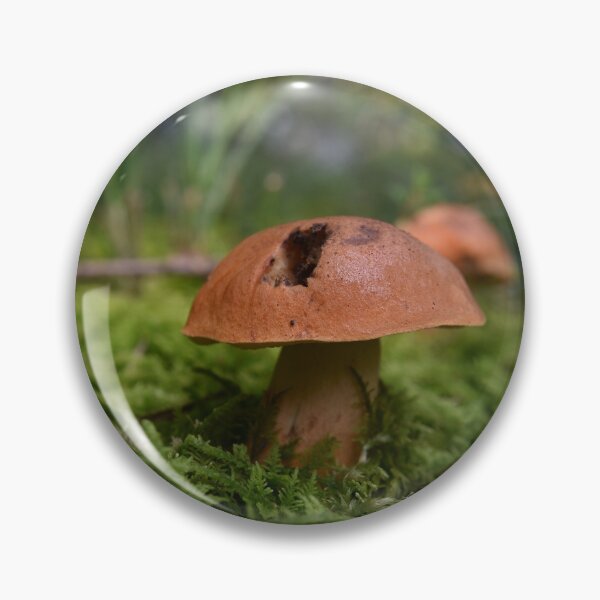 Item preview, Mushrooms and moss designed and sold by Tonia Delozier's Photography .