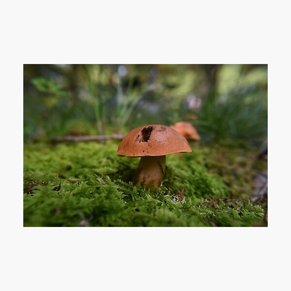Item preview, Mushrooms and moss designed and sold by Tonia Delozier's Photography .