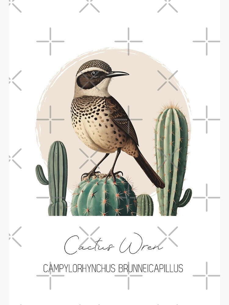 Wren Bird Vintage Art | Greeting Card Wren Bird Vintage Art | Greeting Card