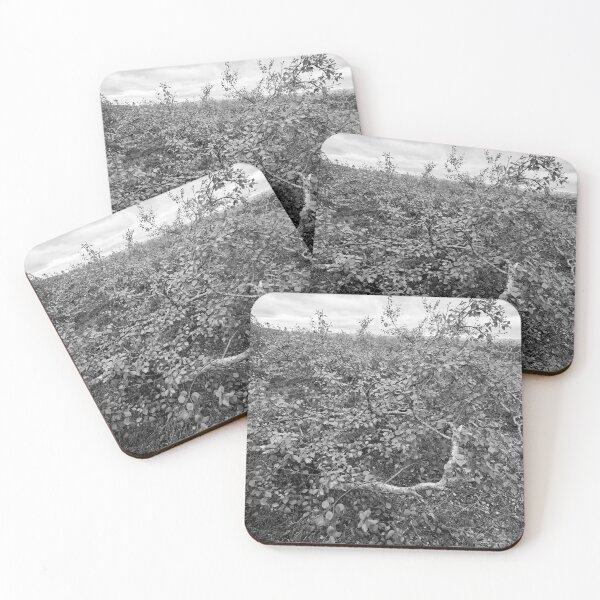 Item preview, Birch of Kiilopaa 2 bw designed and sold by Jouko Lehto Photography.
