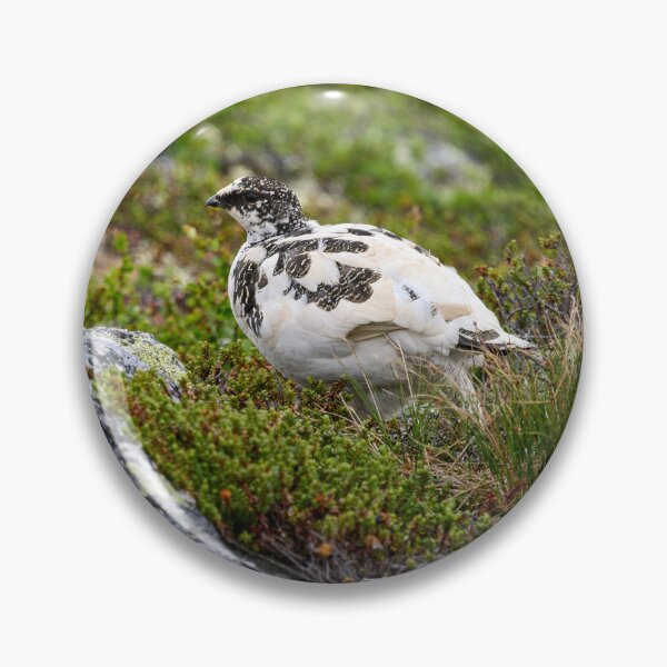 Item preview, Stepping by. Rock ptarmigan Kiilopaa designed and sold by Jouko Lehto Photography.