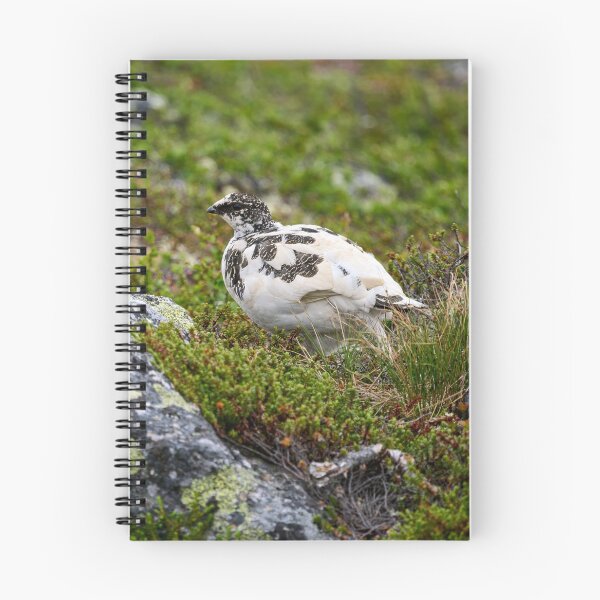 Item preview, Stepping by. Rock ptarmigan Kiilopaa designed and sold by Jouko Lehto Photography.