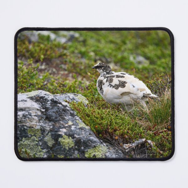 Item preview, Stepping by. Rock ptarmigan Kiilopaa designed and sold by Jouko Lehto Photography.