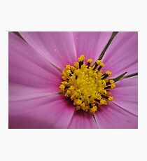 Cosmos Photographic Print