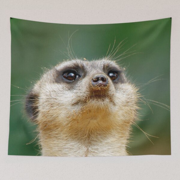 Item preview, Meerkat 051 designed and sold by JAMFoto.