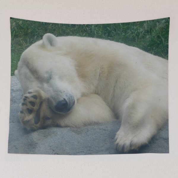 Item preview, Sleepy Polar bear (Close Up) designed and sold by Photomainia.