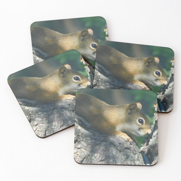 Item preview, Squirrel  designed and sold by Photomainia.