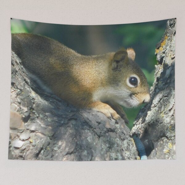 Item preview, Squirrel  designed and sold by Photomainia.