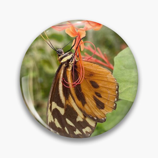 Item preview, Butterfly at a butterfly farm in Ecuador designed and sold by ritupuppala.