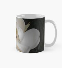 Südliche Magnolie - erste Blüte Tasse (Standard)