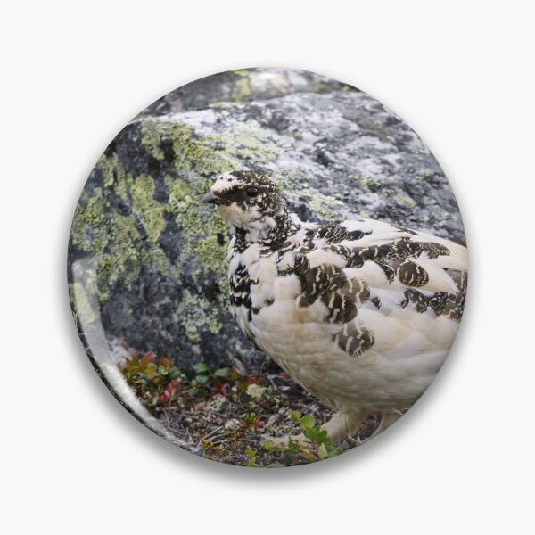 Item preview, By the rocks. Rock ptarmigan Kiilopaa designed and sold by Jouko Lehto Photography.