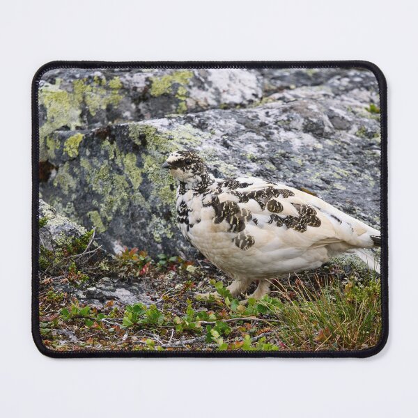 Item preview, By the rocks. Rock ptarmigan Kiilopaa designed and sold by Jouko Lehto Photography.