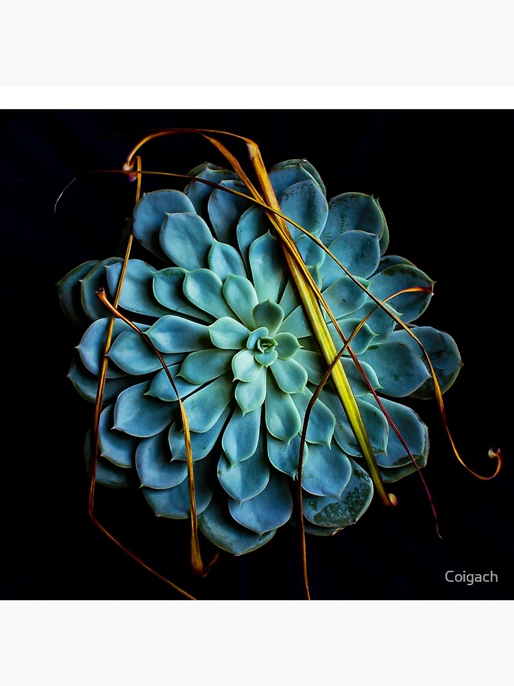 Thumbnail 4 of 4, Pillow, Dracaena Marginata leaves on Aeonium Urbicum designed and sold by Coigach.