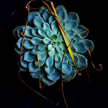 Artwork thumbnail, Dracaena Marginata leaves on Aeonium Urbicum by Coigach