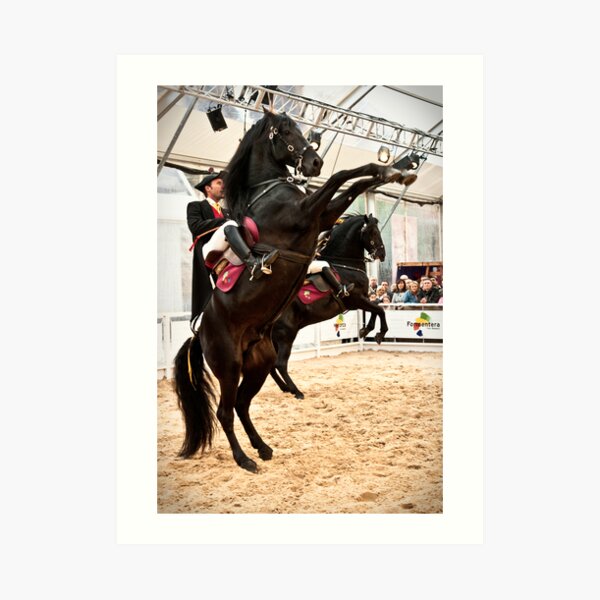 Menorcan dressage - Spanish step Art Print