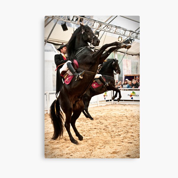 Menorcan dressage - Spanish step Canvas Print