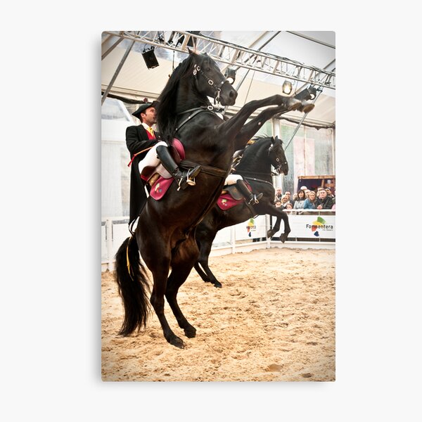 Menorcan dressage - Spanish step Metal Print
