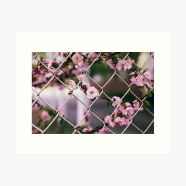 Pink Blooms around the Chain Link Fence Art Print