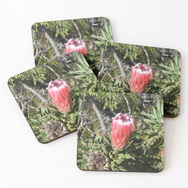 Item preview, Blue Sugarbush Protea designed and sold by FootprintDesign.