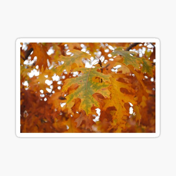 Item preview, Arizona's Leaves of Fall designed and sold by OpalPhotos.
