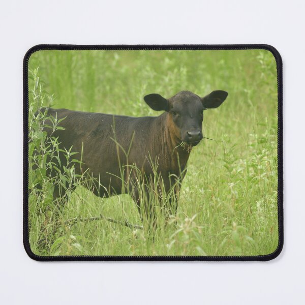 Item preview, Litle calf eating grass in the summer. designed and sold by FoxGlove5.