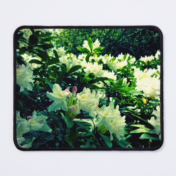 Item preview, White azaleas blooming in greenery designed and sold by Robyn Eggs Art.