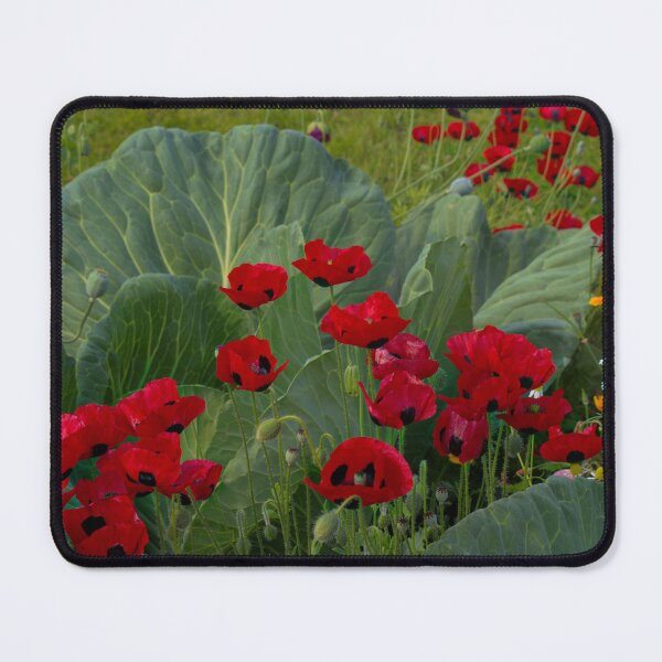 Item preview, Cabbage Patch Full of Poppies - Georgeson Botanical Garden 2024 designed and sold by mahnkephotos.