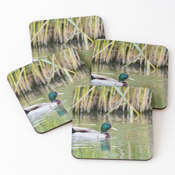 Aperçu de l'œuvre Le canard colvert créée et vendue par MTPhotos1406.