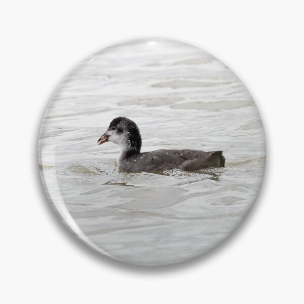 Item preview, Coot designed and sold by MTPhotos1406.