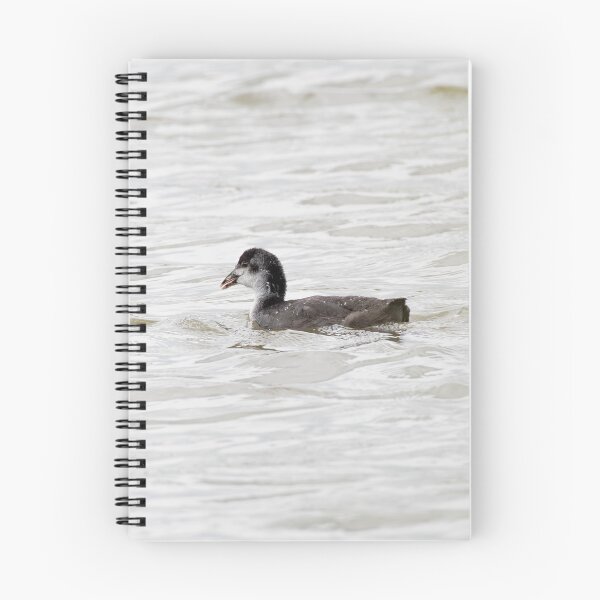 Item preview, Coot designed and sold by MTPhotos1406.