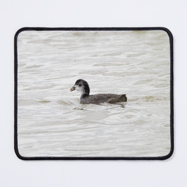 Item preview, Coot designed and sold by MTPhotos1406.