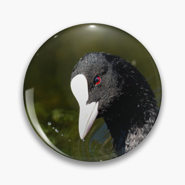 Item preview, Coot designed and sold by MTPhotos1406.