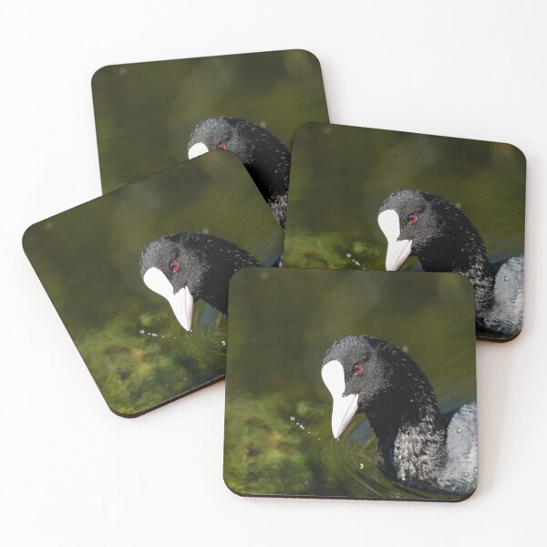 Item preview, Coot designed and sold by MTPhotos1406.
