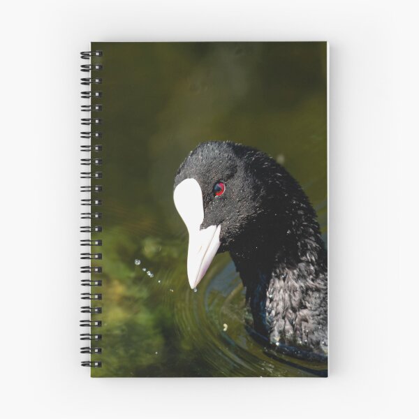 Item preview, Coot designed and sold by MTPhotos1406.