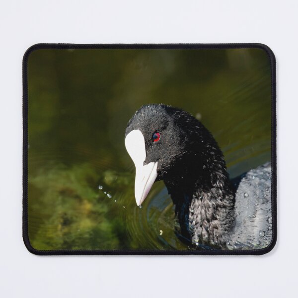 Item preview, Coot designed and sold by MTPhotos1406.