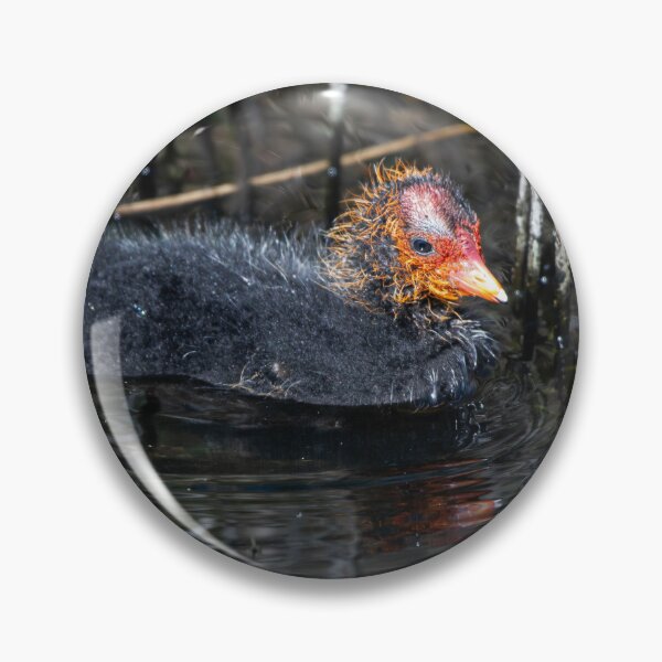 Item preview, Coot designed and sold by MTPhotos1406.