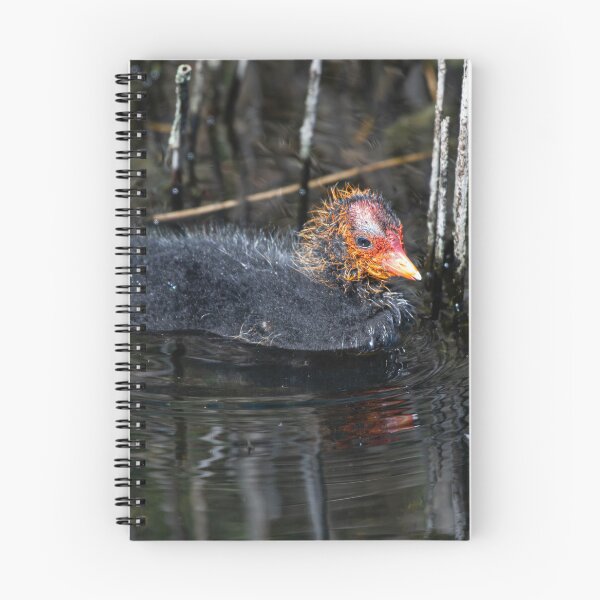 Item preview, Coot designed and sold by MTPhotos1406.