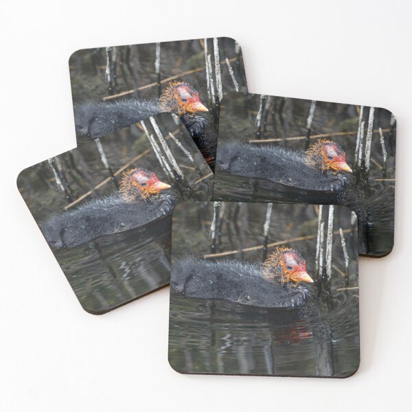 Item preview, Coot designed and sold by MTPhotos1406.
