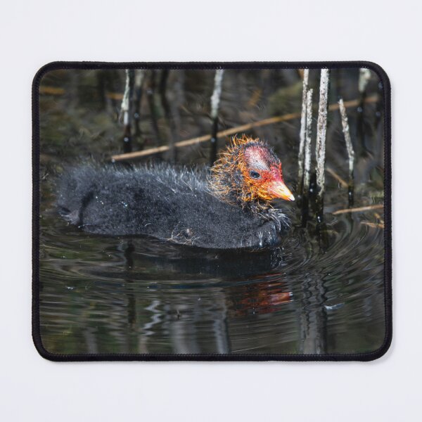 Item preview, Coot designed and sold by MTPhotos1406.