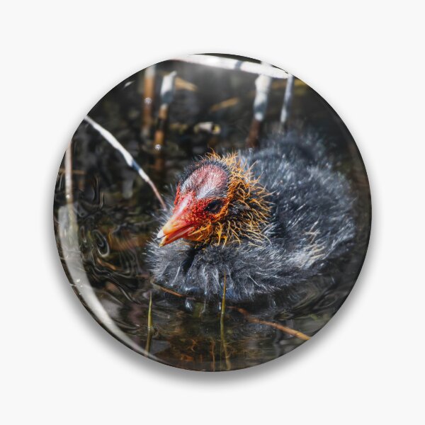 Item preview, Coot designed and sold by MTPhotos1406.