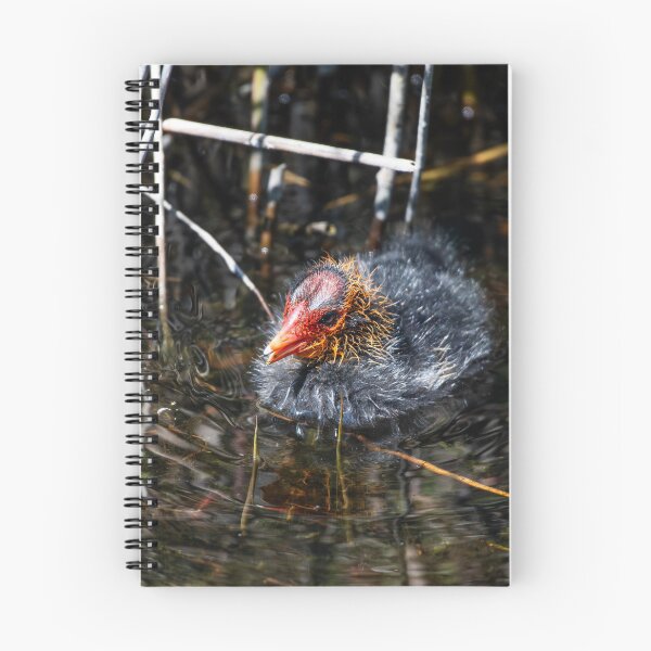 Item preview, Coot designed and sold by MTPhotos1406.
