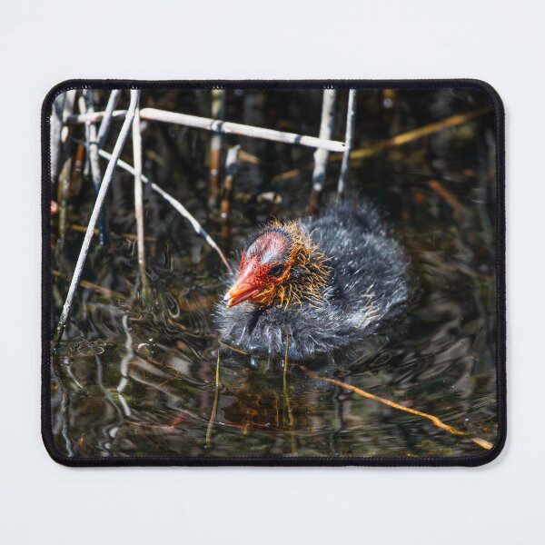 Item preview, Coot designed and sold by MTPhotos1406.