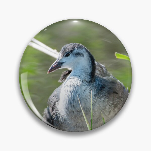Item preview, Coot designed and sold by MTPhotos1406.