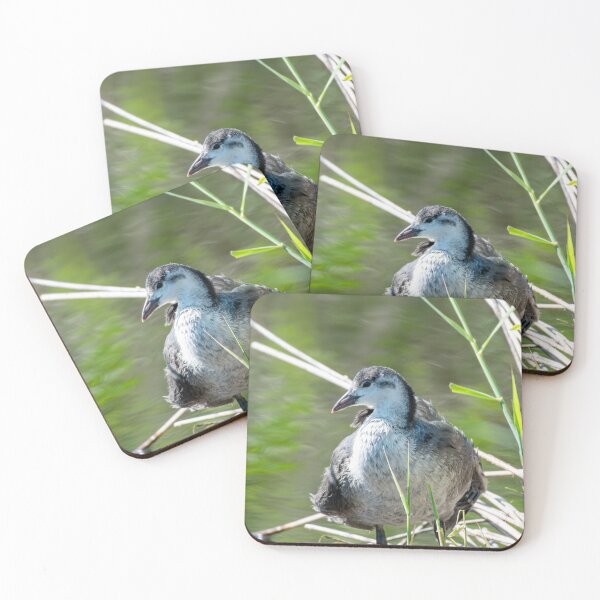 Item preview, Coot designed and sold by MTPhotos1406.