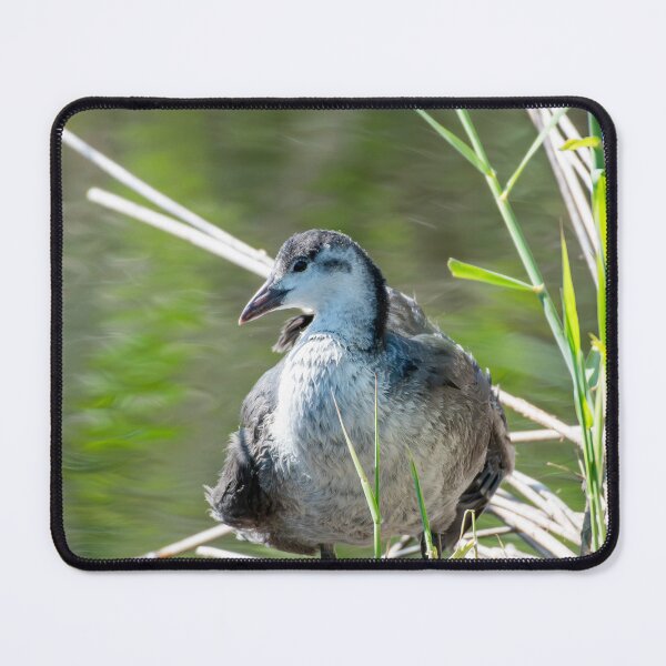 Item preview, Coot designed and sold by MTPhotos1406.