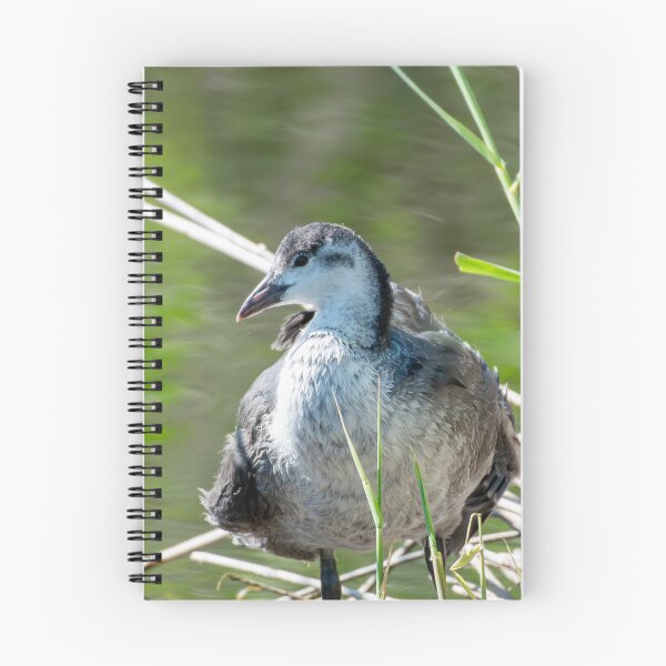 Item preview, Coot designed and sold by MTPhotos1406.