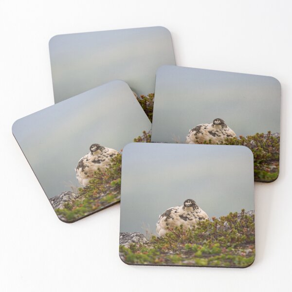 Item preview, The curious one. Rock ptarmigan Kiilopaa designed and sold by Jouko Lehto Photography.