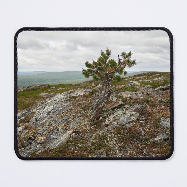 Item preview, The highest pine. Kiilopaa designed and sold by Jouko Lehto Photography.